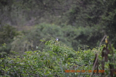 Tyrannus niveigularis