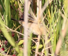 Saxicola rubicola