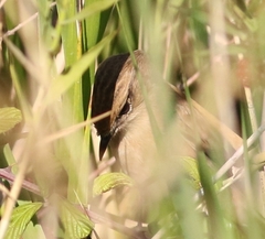 Saxicola rubicola