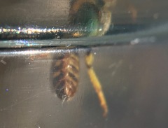 Agapostemon angelicus