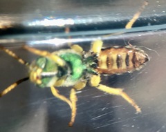 Agapostemon angelicus