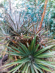 Puya glomerifera
