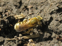 Seladonia