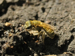 Seladonia