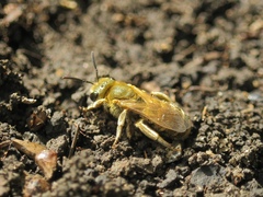 Seladonia