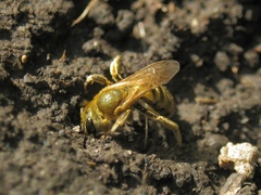 Seladonia