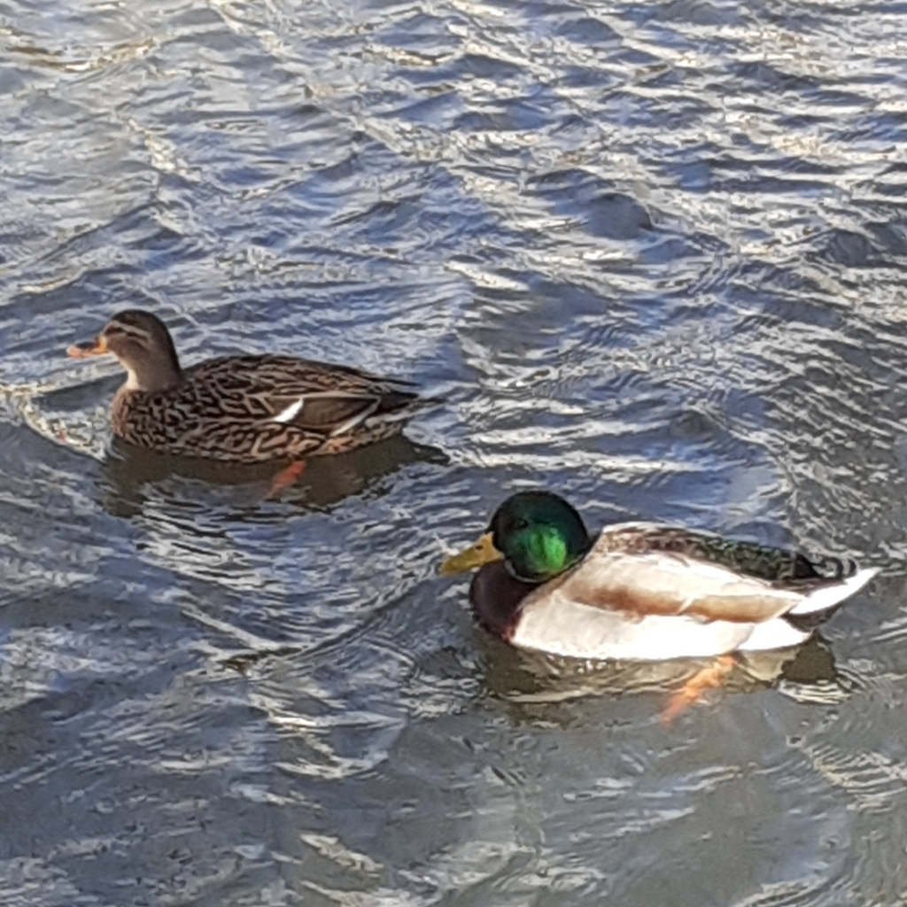 청둥오리 from 91120 Palaiseau, France on 2022년 01월 07일 (금) at 02:18 오후 by bogsuckers · iNaturalist 청둥오리 (Anas... 