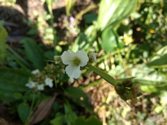 Echinodorus subalatus