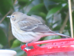Setophaga coronata image