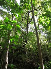 Polyscias hawaiensis