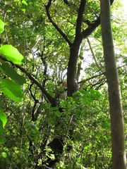 Polyscias hawaiensis