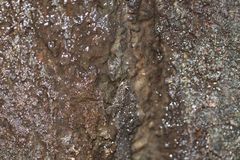 Polyscias hawaiensis