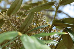 Polyscias hawaiensis