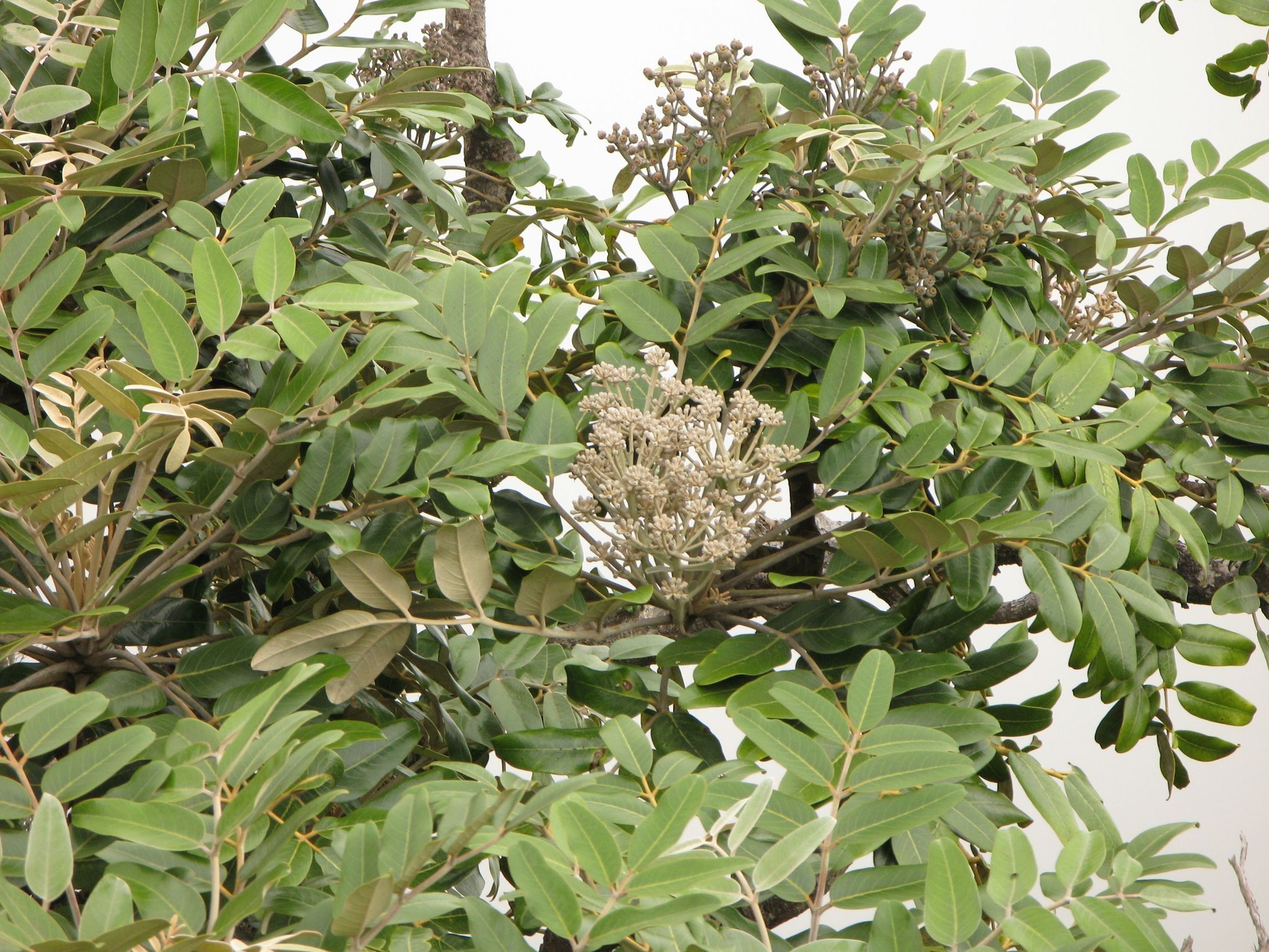 Polyscias hawaiensis