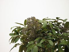 Polyscias hawaiensis