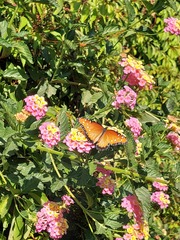 Danaus gilippus thersippus