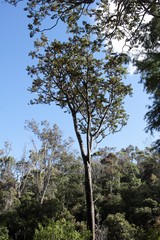 Polyscias kavaiensis