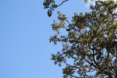 Polyscias kavaiensis