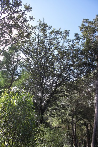 Polyscias kavaiensis