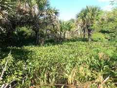 Echinodorus subalatus