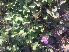 Ipomoea × leucantha