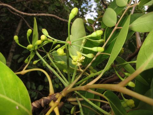 Polyscias lydgatei