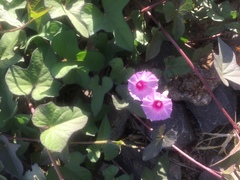 Ipomoea × leucantha