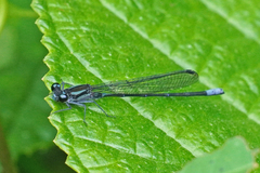 Argia ulmeca