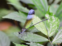Psolodesmus mandarinus mandarinus