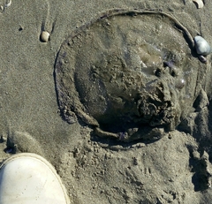 Rhizostoma pulmo