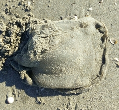 Rhizostoma pulmo