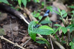 Psolodesmus mandarinus mandarinus