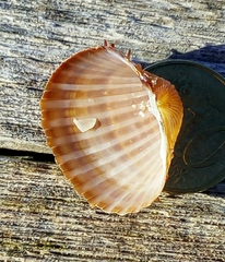 Acanthocardia aculeata