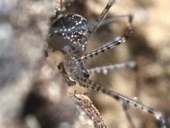 Modisimus texanus