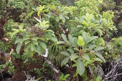 Polyscias oahuensis