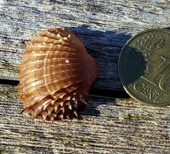 Acanthocardia aculeata