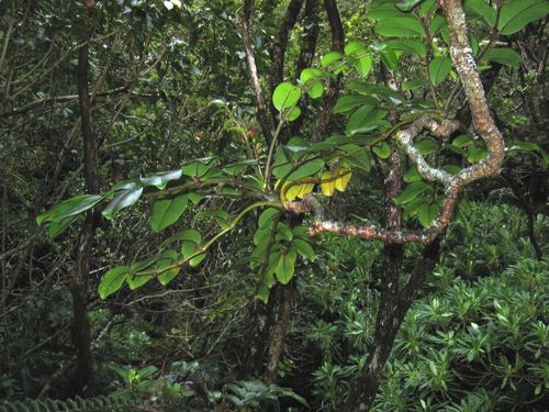 Polyscias oahuensis observed 2007-02-20
