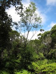 Polyscias waialealae
