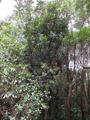 Polyscias waialealae