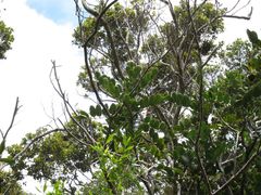 Polyscias waialealae