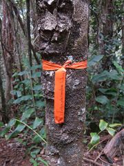 Polyscias waialealae