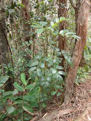 Polyscias waialealae