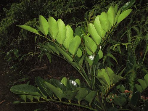 Polyscias waimeae