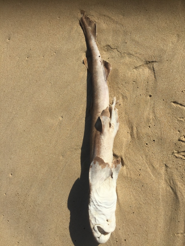 Brown shyshark (Haploblepharus fuscus) — Scyliorhinidae