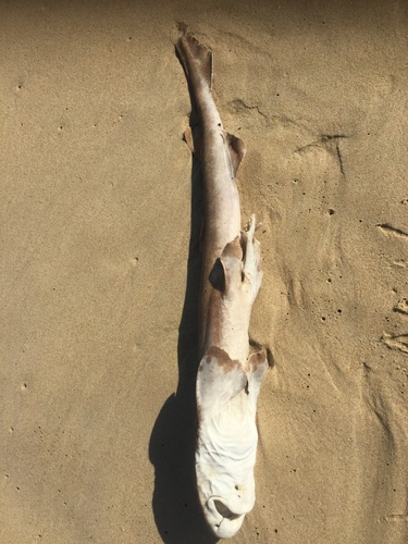 Brown shyshark (Haploblepharus fuscus) — Scyliorhinidae