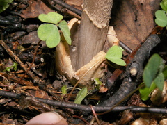 Amanita umbrinolutea