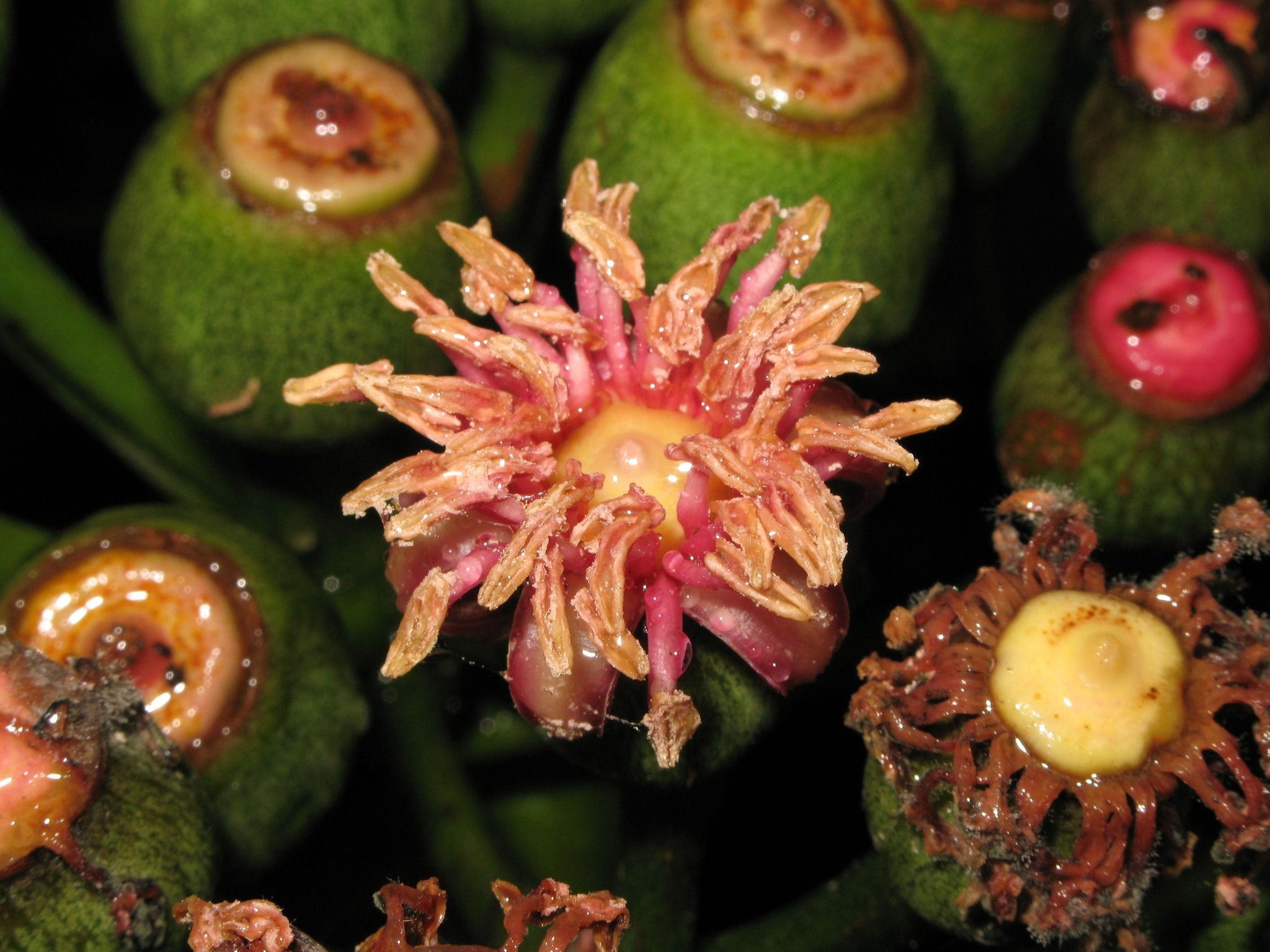Polyscias waimeae