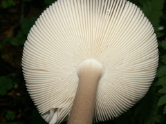 Amanita umbrinolutea