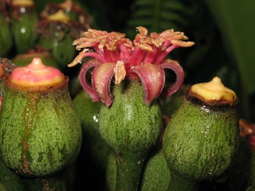 Polyscias waimeae