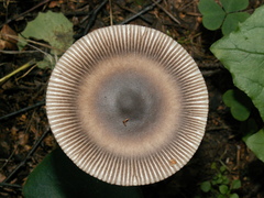 Amanita umbrinolutea
